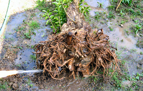 washing the rootball